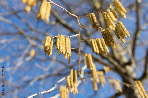 Yellow flowering earrings of an alder tree in early spring 