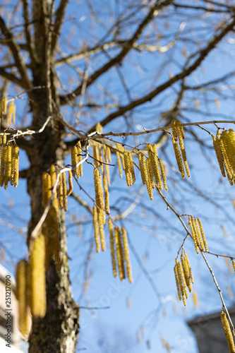 Yellow flowering earrings of an alder tree in early spring 