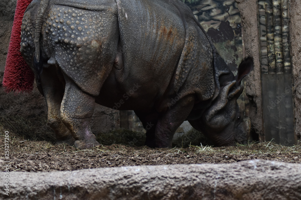 Fototapeta premium Indian Rhinoceros