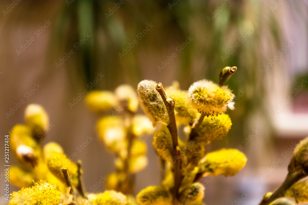 Beautiful early spring willow twigs with catkins Beautiful early spring willow twigs with catkins