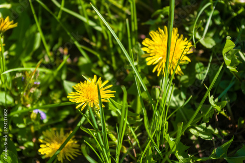 Bright blooming yellow dandelion flowers in meadow on spring time.