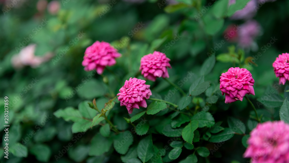 Pink roses on green background Pink roses on green background