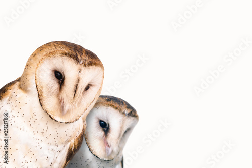 two curious owls with white background. © RHJ
