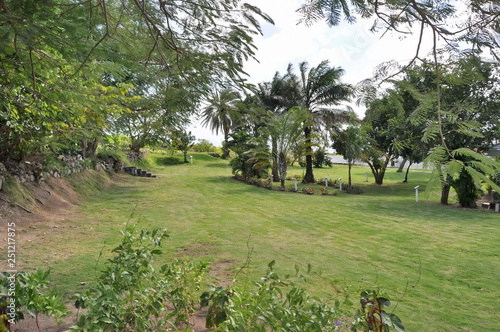Trees in the Garden in St. Kitts