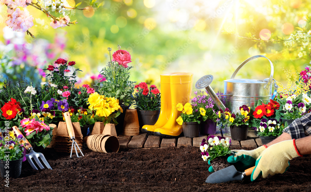 Fototapeta Ogrodnictwo - Sprzęt dla ogrodnika i doniczki w słonecznym ogrodzie