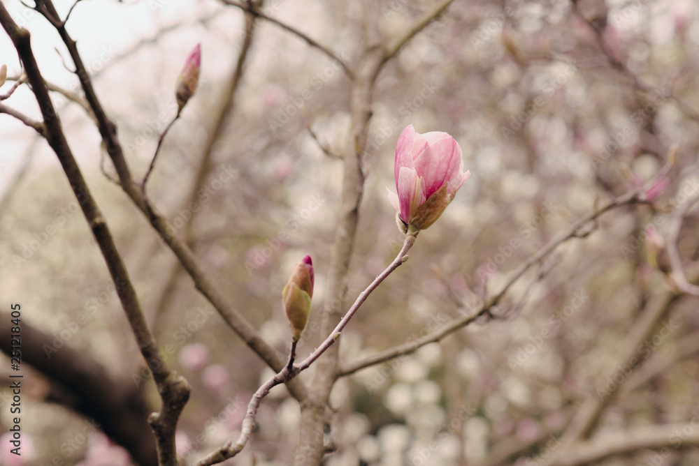 Amazing magnolia flowers in the spring season Amazing magnolia flowers in the spring season