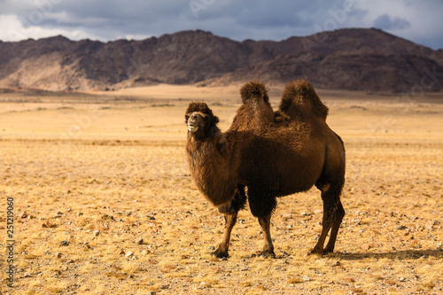 Camel in the steppe of Western Mongolia.