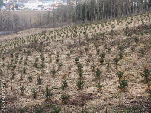 Aufforstung - Junge Fichten stabilisieren steilen Hang