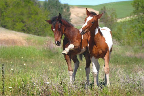 Fotografie Sassy Foals