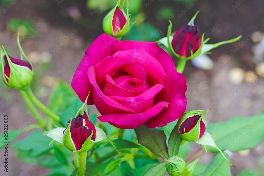 Red rose with carmine-red tones in garden. English roses " William  Shakespeare 2000 " of nursery David Austin Roses, England. Stock Photo |  Adobe Stock