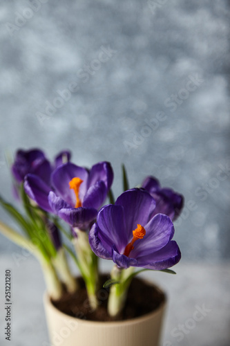 the first spring festive flowers © Анастасия Стасюк