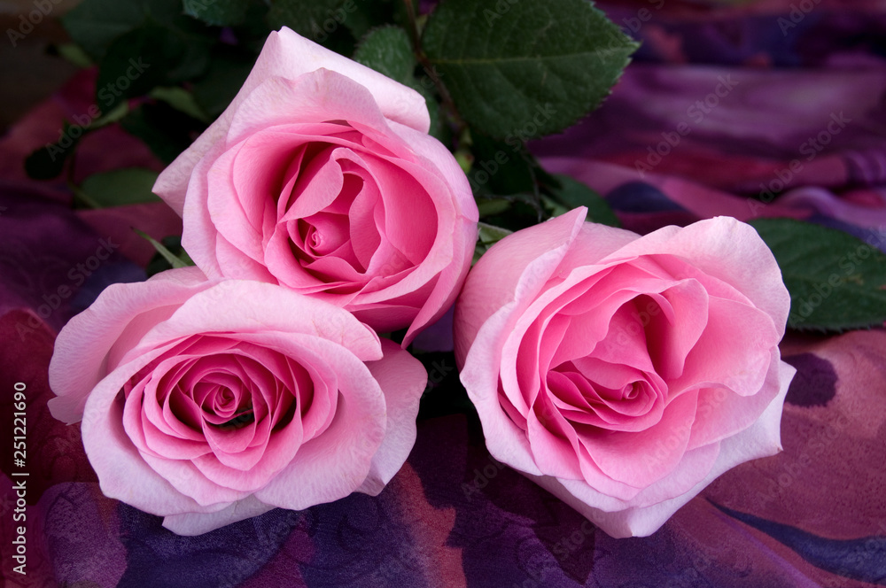 Close-up View of Beautiful Sensual Pink Roses on Colorful Textile Background Close-up View of Beautiful Sensual Pink Roses on Colorful Textile Background