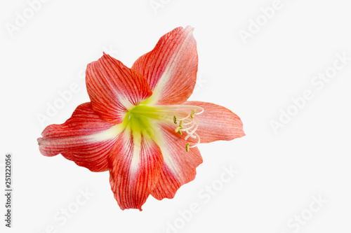 Isolated large red flower of amaryllis hippeastrum