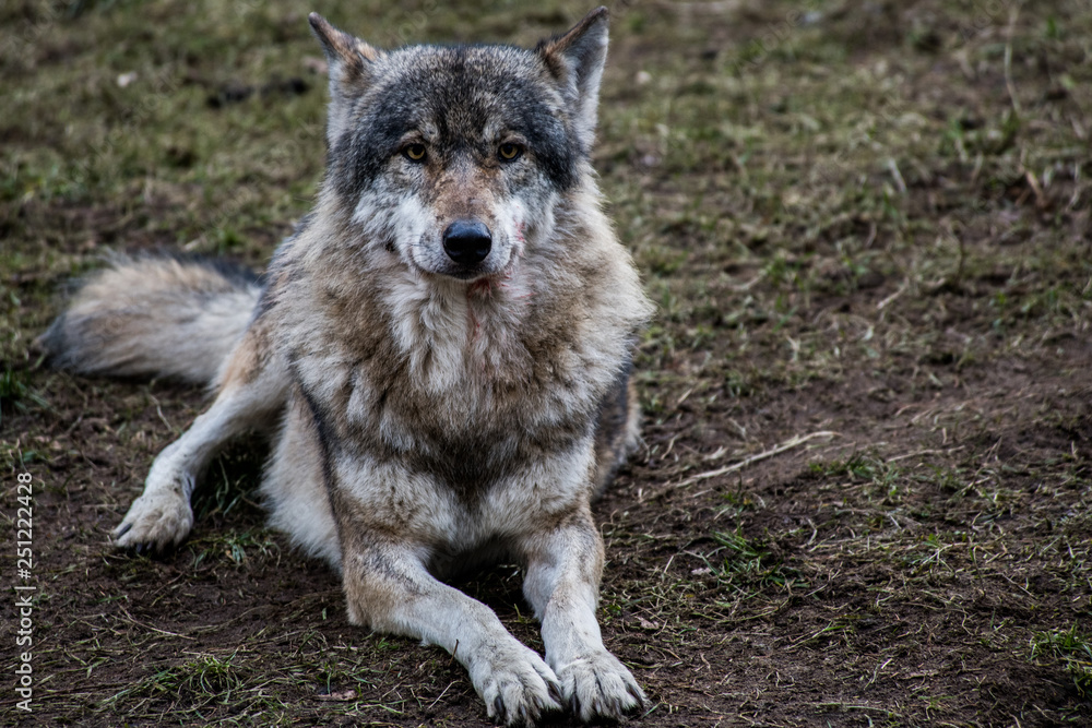 Fototapeta premium Wolf, liegend, in natürlichem Umfeld