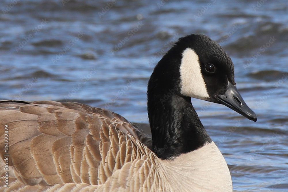 Obraz premium canada goose canadensis