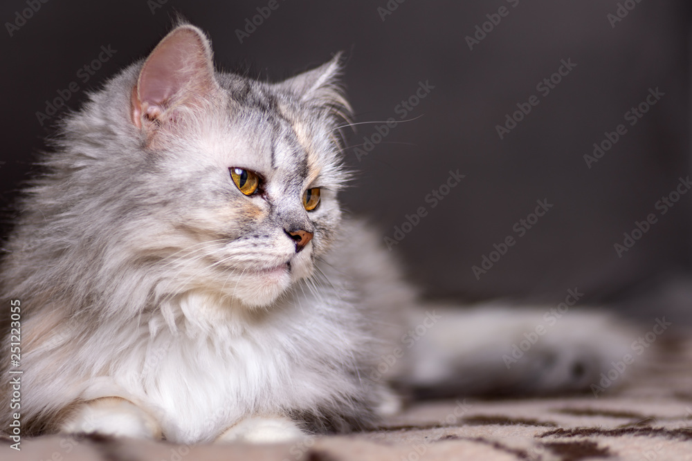 Portriat of cat on brown sofa background