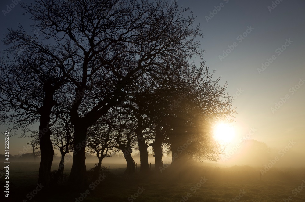 Winter sunrise, Jersey, U.K. Foggy landscape. Winter sunrise, Jersey, U.K. Foggy landscape.