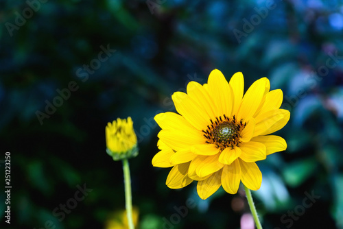 Arnica flower blossom on a dark background photo