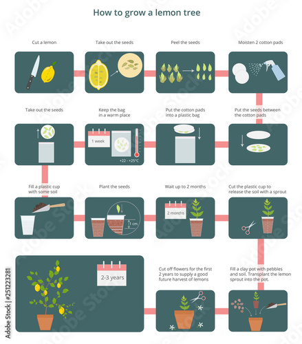 Vector flat diagram of how to grow a lemon tree at home. A detailed infographic instruction