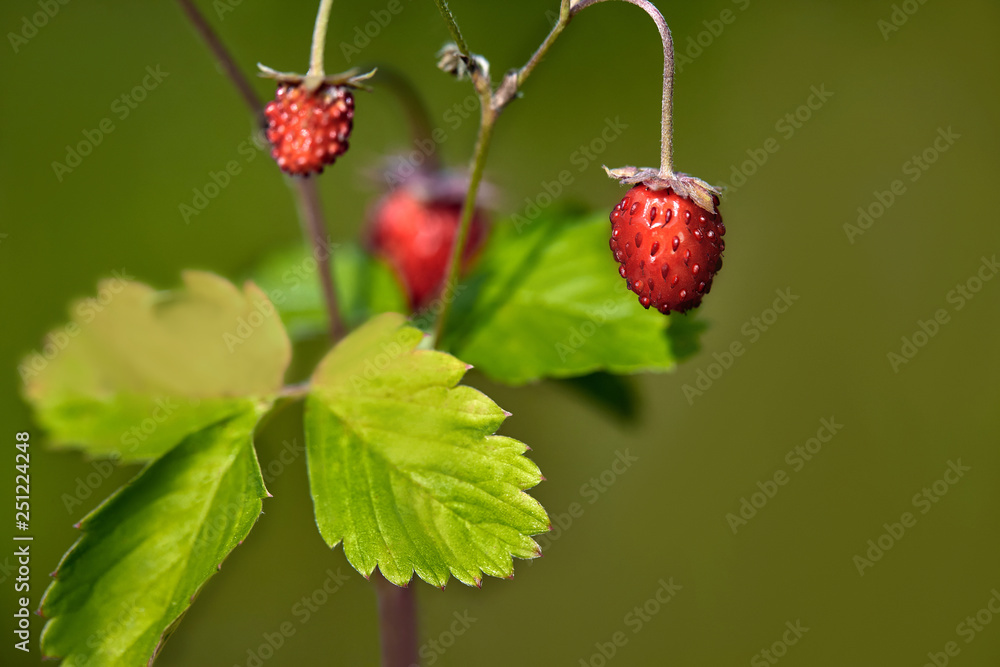 Organic wild ripe strawberry in forest.Macro shot, focus on a foreground, blurred background Organic wild ripe strawberry in forest.Macro shot, focus on a foreground, blurred background