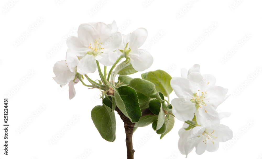 Obraz premium apple flower isolated