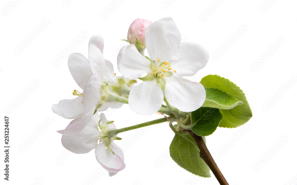 apple flower isolated apple flower isolated