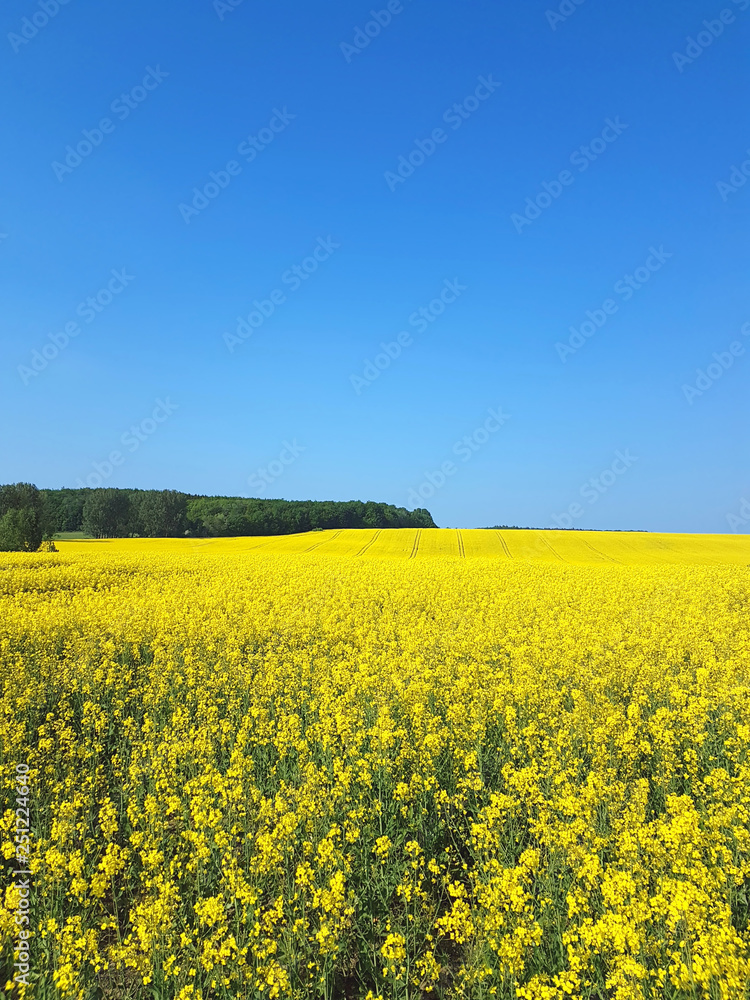 Yellow blooming oilseed rape field