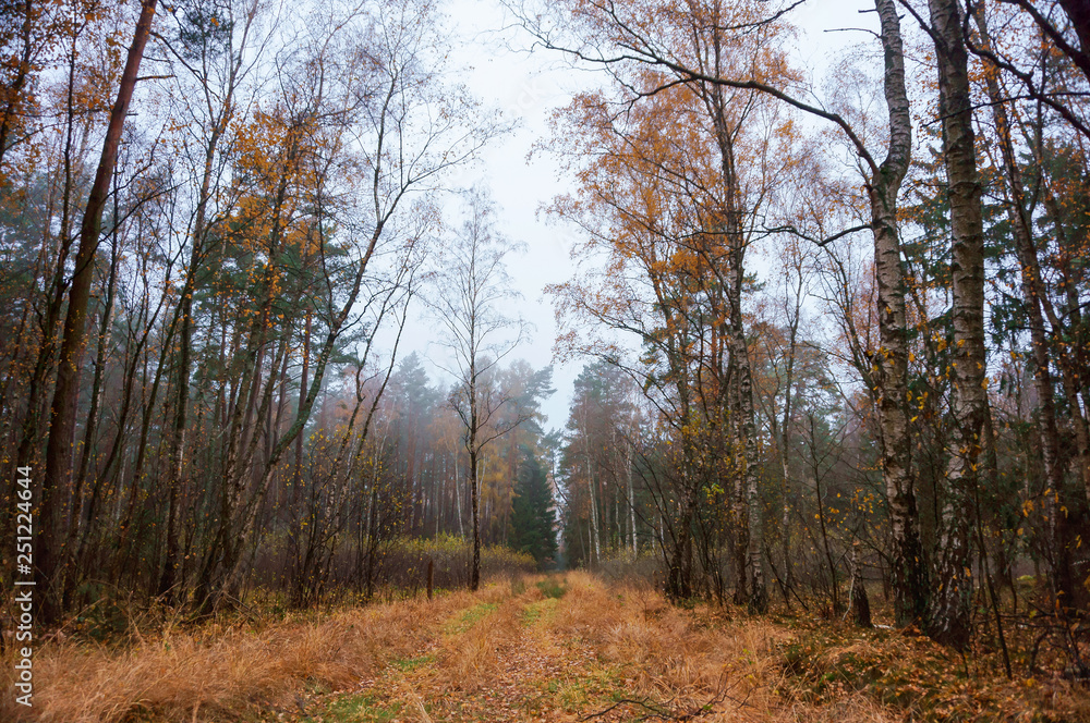 cloudy foggy forest, autumn forest cloudy foggy forest, autumn forest