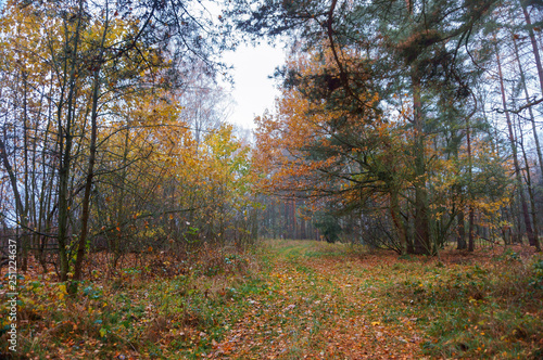 cloudy foggy forest, autumn forest