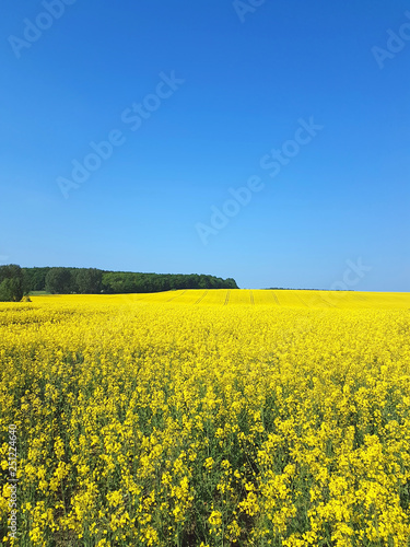 Yellow blooming oilseed rape field
