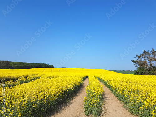 Blooming oilseed rape field with traktor track