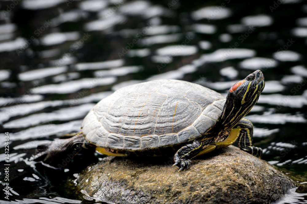 turtle on rock