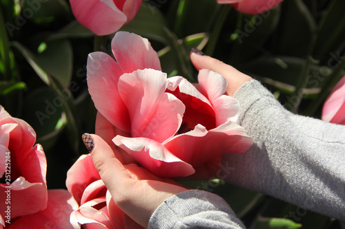 Girl in gray sweatshirt holds gentle pink toulip flower in her hands macro, close up, sunlights. Spring time in Keukenhof flower garden, Netherlands, Holland photo