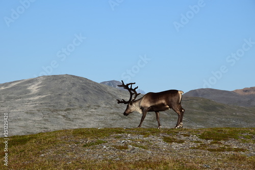 Rentier in den Bergen Nordnorwegens