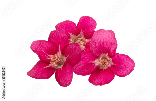 red apple flower isolated