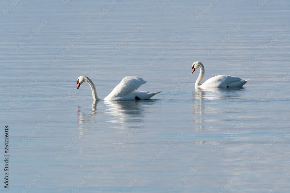 Couple Mute Swans in calm water