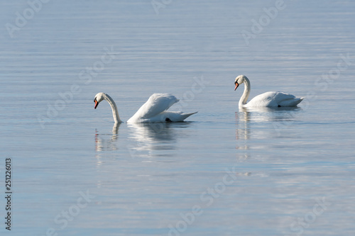 Couple Mute Swans in calm water © olandsfokus