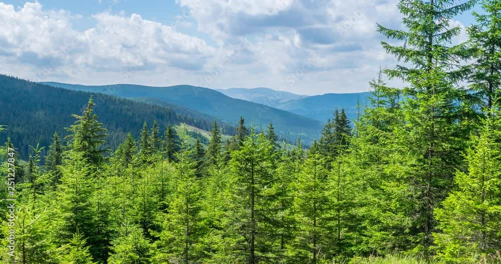 4k Pan left Timelapse of fir trees in the mountain forest on a sunny day 4k Pan left Timelapse of fir trees in the mountain forest on a sunny day