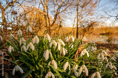 Snowdrops in spring - the first heralds of spring