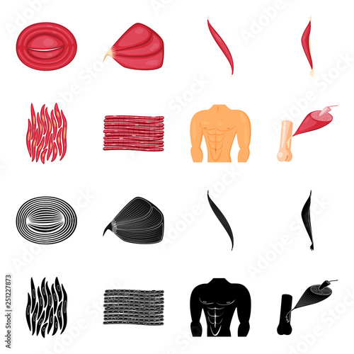 Vector illustration of fiber and muscular symbol. Collection of fiber and body  stock vector illustration.