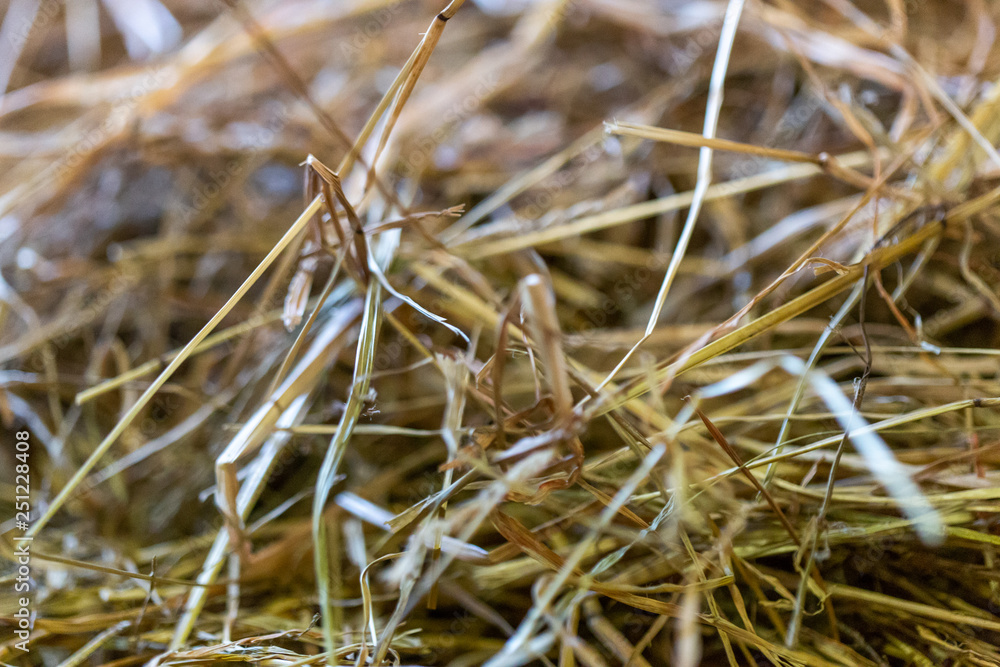Fototapeta premium Close up of hay single stalks