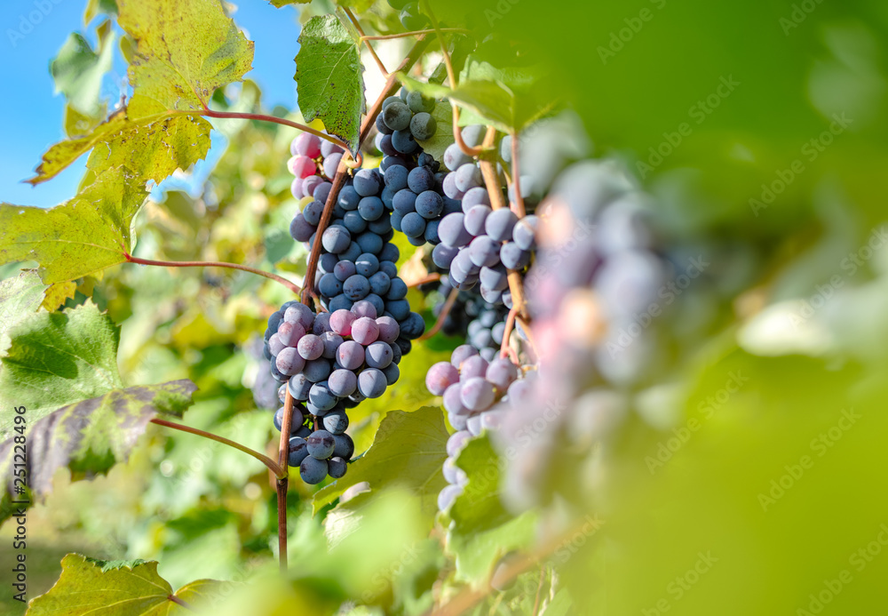grape graphic
