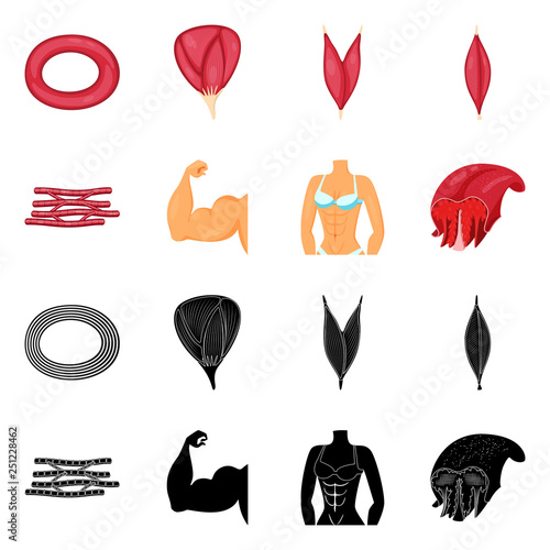 Isolated object of fiber and muscular symbol. Set of fiber and body  stock symbol for web.