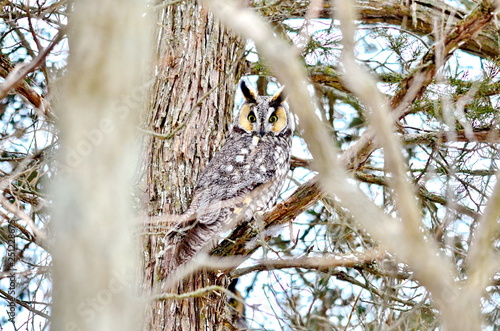 Long-eared Owl in the wild in Ontario, Canada