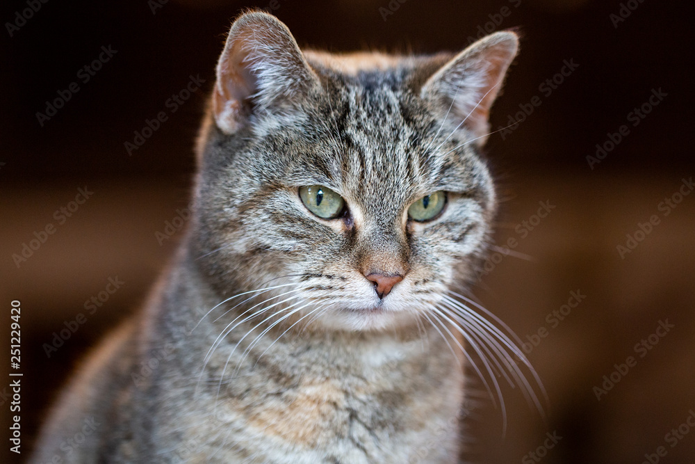 Portrait of grey cat with green eyes