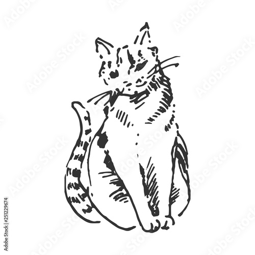 Vector illustration concept of Cat hand drown illustration on white background