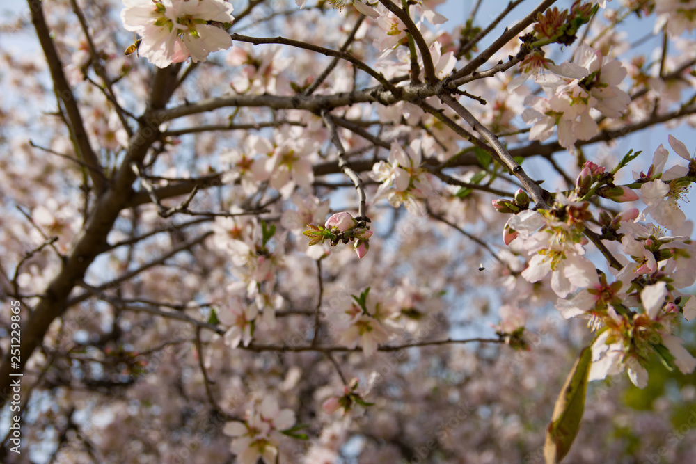 A closeup of an almond tree with pink flowers with bee A closeup of an almond tree with pink flowers with bee