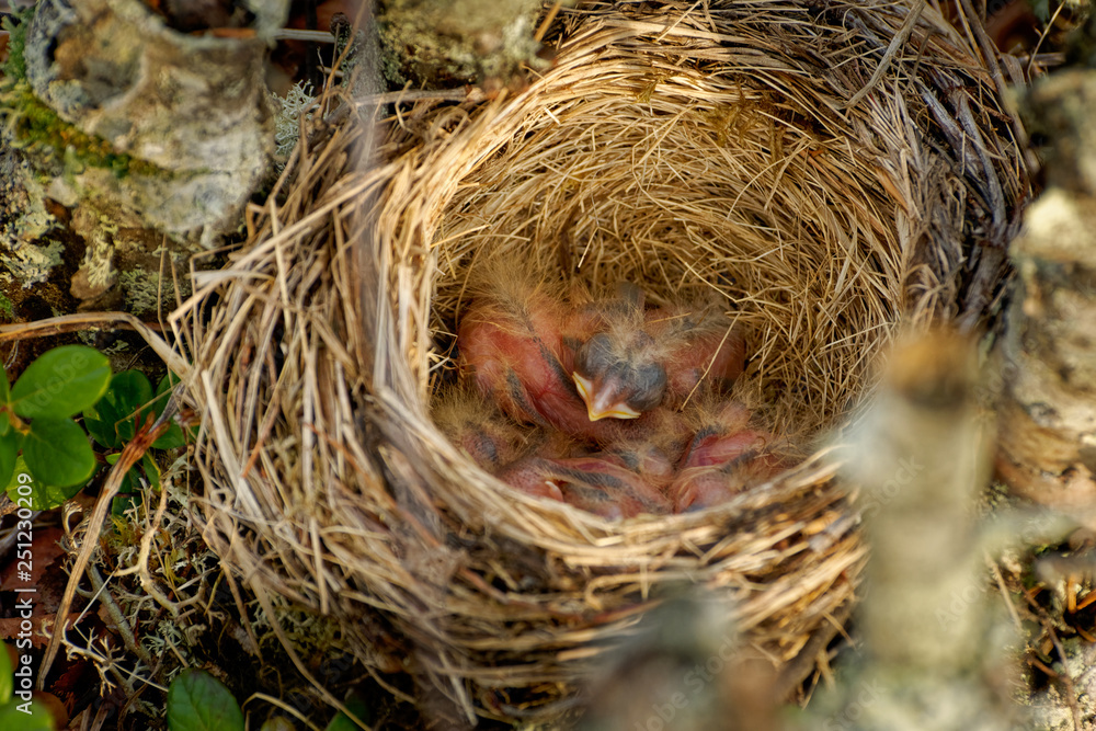 Nest of Redwing - Turdus iliacus bird in the thrush family, Turdidae, native to Europe and Asia, slightly smaller than the related song thrush Nest of Redwing - Turdus iliacus bird in the thrush family, Turdidae, native to Europe and Asia, slightly smaller than the related song thrush