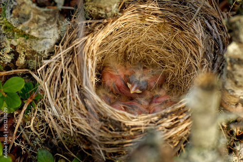 Nest of Redwing - Turdus iliacus bird in the thrush family, Turdidae, native to Europe and Asia, slightly smaller than the related song thrush