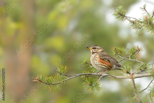 Nest of Redwing - Turdus iliacus  bird in the thrush family, Turdidae, native to Europe and Asia, slightly smaller than the related song thrush
